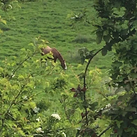 Loughanmore Court House * Dundalk